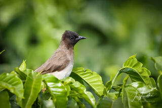 Bulbuls