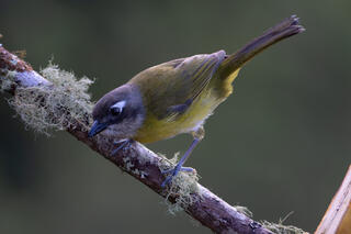 Common Chlorospingus