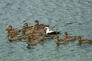 Common Eiders