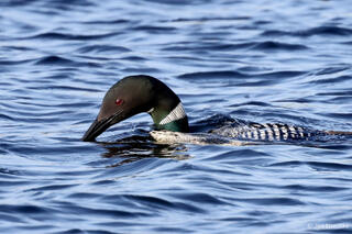 Common Loon