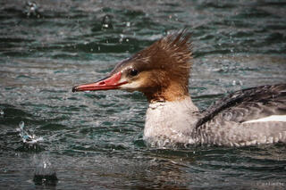 Common Merganser in the Summer Rain
