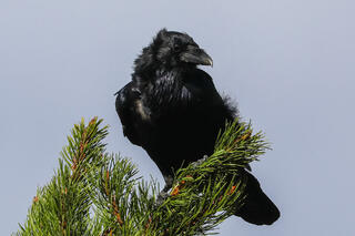 Common Raven on Pine Tree