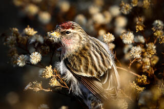 Common Redpoll Eating Seeds