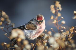 Common Redpoll