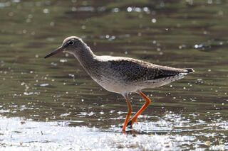 Common Redshank