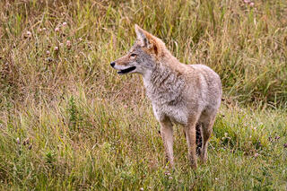 Coyote in the Lamar Valley