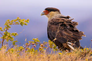 Crested Caracara Facing the Patagonia Winds