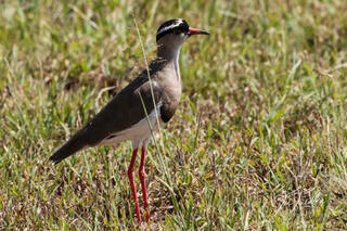 Crowned Plover