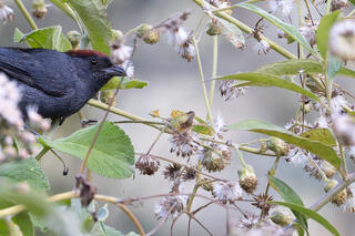Cusco Brushfinch