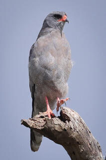 Dark Chanting-Goshawk