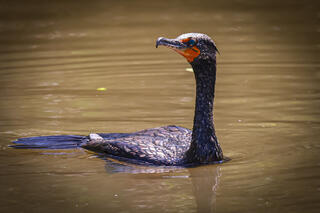 Double-crested Cormorant