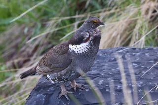 Dusky Grouse