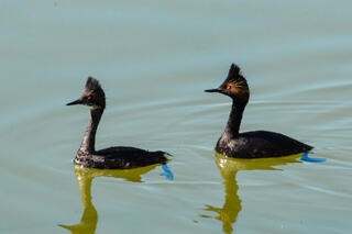 Eared Grebes