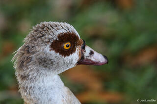 Egyptian Goose