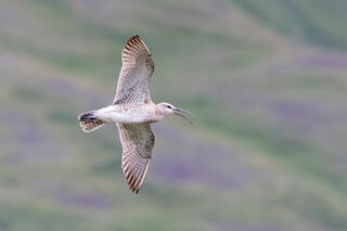Eurasian Whimbrell