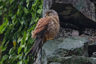 Eurasian Kestrel