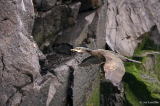 European Shag