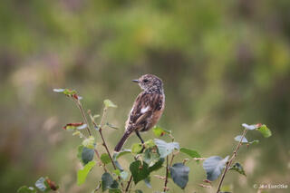 Eurpoean Stonechat