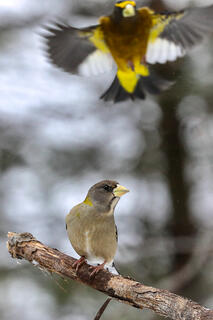 Evening Grosbeaks