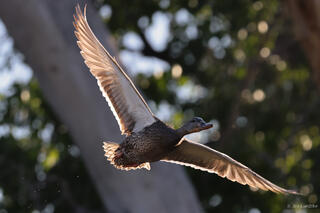 Female Mallard