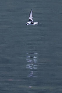 Fork-tailed Storm-petrel