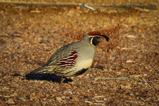 Gambel's Quail
