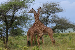 Giraffes Sparring
