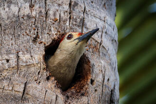 Golden-fronted Woodpecker