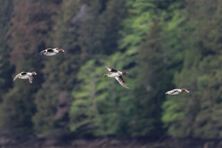 Common Goldeneye