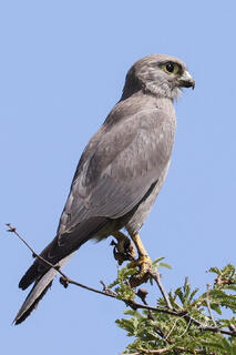 Gray Kestrel