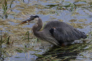 Great Blue Heron with a Trout Fingerling