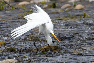 Great Egret