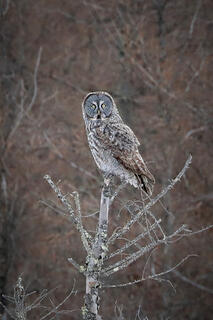 Great Gray Owl