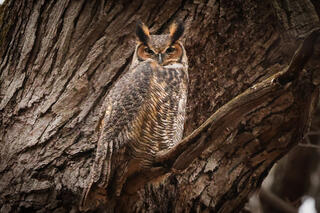 Great Horned Owl
