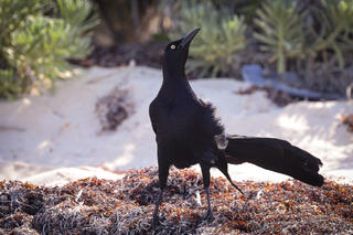 Great-tailed Grackle