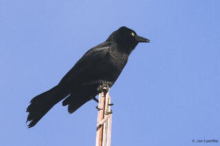 Greater Antillean Grackle