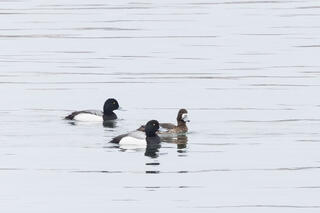 Greater Scaup