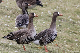 Greater White-fronted Geese