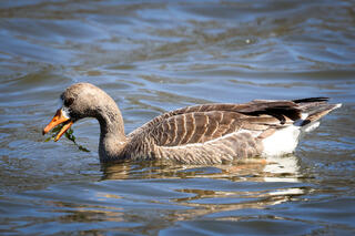 Greater White-fronted Goose