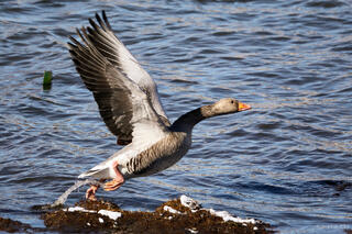 Graylag Goose