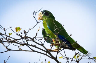 Hispaniolan Amazon