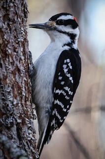 Hairy Woodpecker