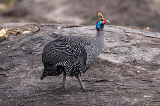 Helmeted Guineafowl
