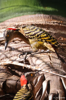 Hispaniolan Woodpeckers
