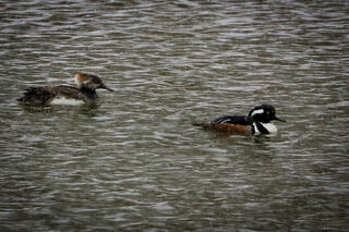 Hooded Mergansers