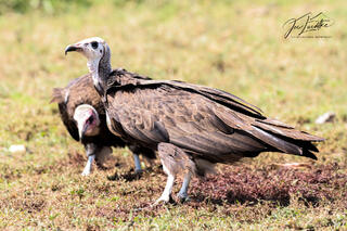 Hooded Vultures