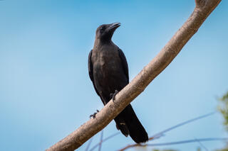 House Crow