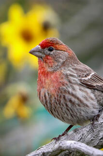 House Finch (male)