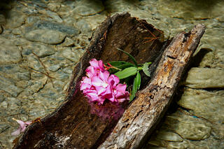 Hyacinth in Creek