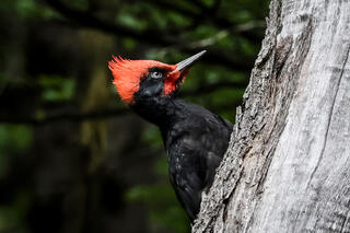 Juvenile Male Magellanic Woodpecker 